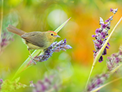 sue hsu's photo